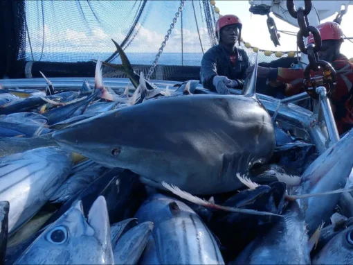 ITSAS TXORI 35_23_11zon