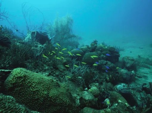 vlcsnap-2025-06-17-11h09m10s168_9_11zon