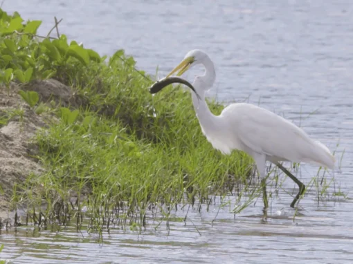 vlcsnap-2025-06-17-11h09m27s227_10_11zon