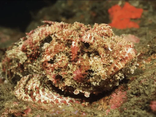 vlcsnap-2025-06-17-11h10m03s554_11_11zon