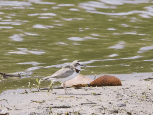 vlcsnap-2025-06-17-11h15m18s987_12_11zon