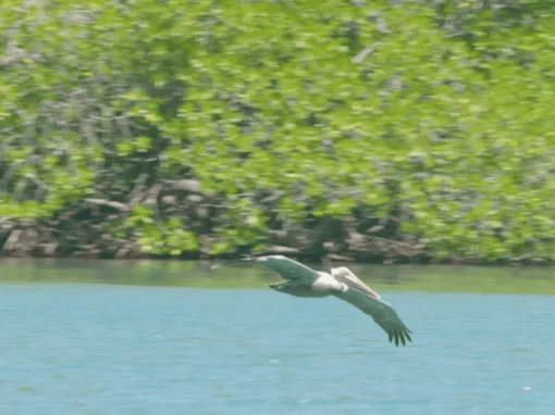 vlcsnap-2025-06-17-11h26m15s344_14_11zon