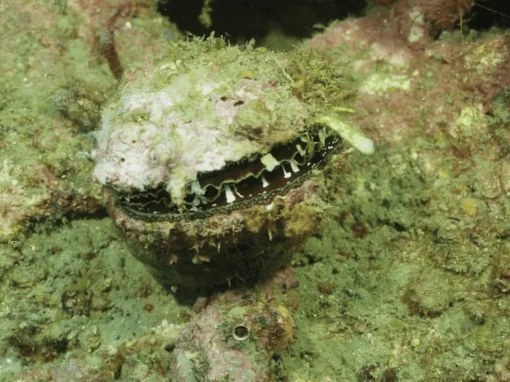 vlcsnap-2025-06-17-11h27m49s602_15_11zon