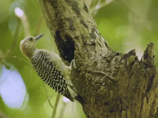 vlcsnap-2025-06-20-10h16m20s063_16_11zon