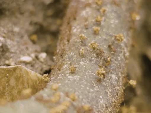 vlcsnap-2025-06-20-10h20m11s606_1_11zon