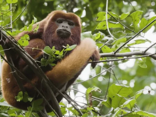 vlcsnap-2025-06-20-10h36m23s530_2_11zon