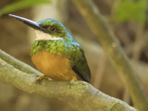 vlcsnap-2025-06-20-10h41m46s237_3_11zon