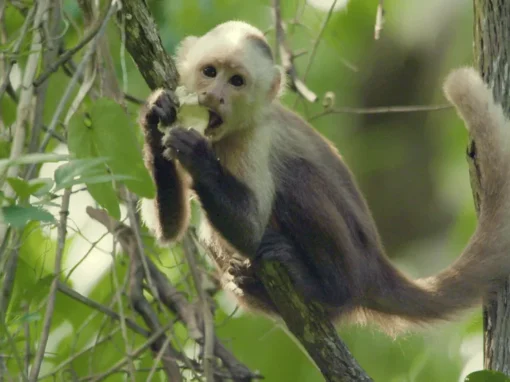 vlcsnap-2025-06-20-10h44m09s666_4_11zon