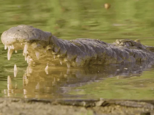 vlcsnap-2025-06-20-10h48m59s882_5_11zon