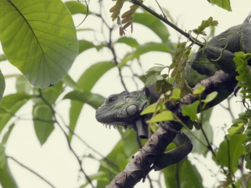 vlcsnap-2025-06-20-10h49m49s683_6_11zon