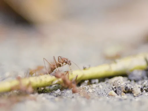 vlcsnap-2025-06-20-10h52m10s518_7_11zon